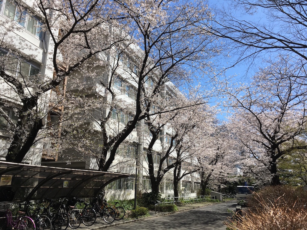 Hanami 2020