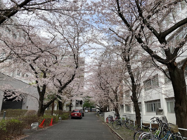 Hanami 2021