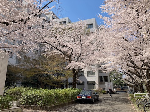 Hanami 2022