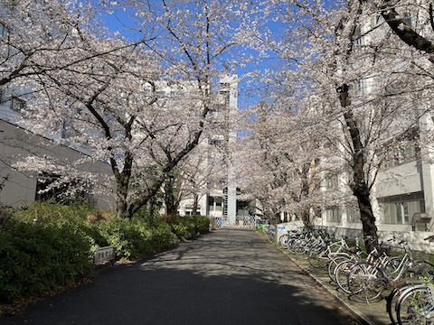 Hanami 2023