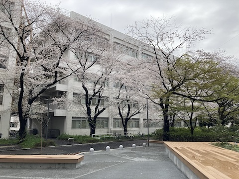 Hanami 2024